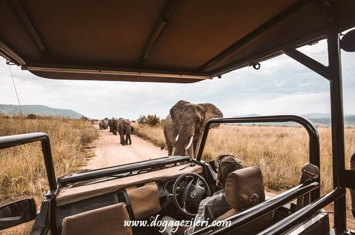 En Büyük 6 Afrika Safarisi