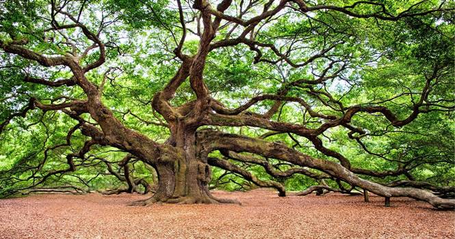 Doğanın Nefes Kaynağı Ağaç Çeşitleri