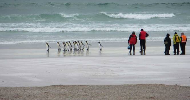 Falkland Adaları Gezilecek Yerler 