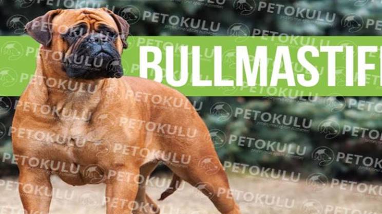 İstanbul’da en çok tercih edilen köpek pansiyonu Petokulu seçildi