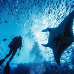 Mavi Yengeç Dalış Tutkunlarının Güvenilir Adresi