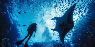 Mavi Yengeç Dalış Tutkunlarının Güvenilir Adresi